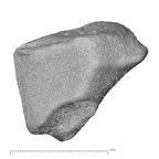 NH MER39 290 Piliocolobus preussi trapezoid right proximal
