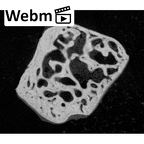 NH MER39 290 Piliocolobus preussi trapezoid right ct stack movie