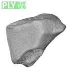 NH MER39 290 Piliocolobus preussi trapezoid right ply
