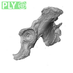 LB1 7b Homo floresiensis os coxae ply