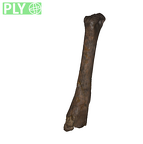 DNH 110 juv humerus