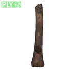 DNH 113 juv tibia