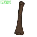 DNH 120 - humerus