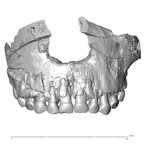 Qafzeh 10 Homo sapiens maxilla anterior
