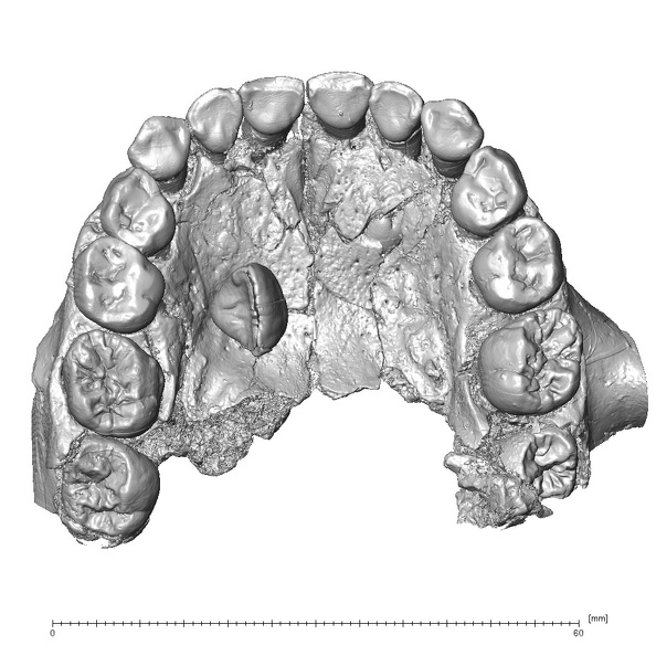 Qafzeh 10 Homo sapiens maxilla inferior