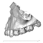 Qafzeh 10 Homo sapiens maxilla lateral