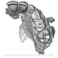 Qafzeh 15 Homo sapiens left maxilla inferior