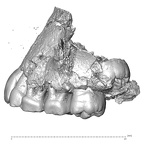 Qafzeh 15 Homo sapiens left maxilla lateral