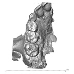 Qafzeh 15 H. sapiens right maxilla