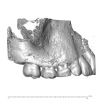 Qafzeh 15 Homo sapiens right maxilla lateral