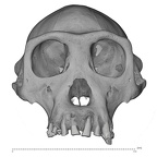 SMF-PA-PC-100 Pan troglodytes verus cranium anterior