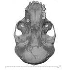 SMF-PA-PC-100 Pan troglodytes verus cranium inferior