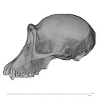 SMF-PA-PC-100 Pan troglodytes verus cranium lateral