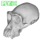 SMF-PA-PC-100 Pan troglodytes verus cranium ply