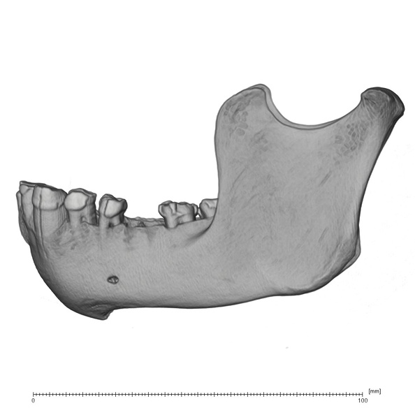 SMF-PA-PC-100 Pan troglodytes verus mandible lateral