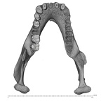 SMF-PA-PC-100 Pan troglodytes verus mandible superior