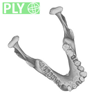 SMF-PA-PC-100 Pan troglodytes verus mandible ply
