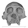 SMF-PA-PC-104 Pan troglodytes verus cranium anterior
