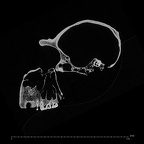 SMF-PA-PC-104 Pan troglodytes verus cranium ct slice
