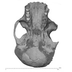 SMF-PA-PC-104 Pan troglodytes verus cranium inferior