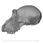 SMF-PA-PC-104 Pan troglodytes verus cranium lateral