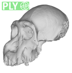 SMF-PA-PC-104 Pan troglodytes verus cranium ply