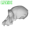 SMF-PA-PC-106_Pan_troglodytes_verus_cranium_ply.ply