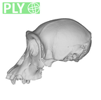 SMF-PA-PC-106 Pan troglodytes verus cranium ply