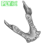 SMF-PA-PC-106 Pan troglodytes verus mandible ply