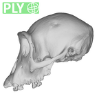 SMF-PA-PC-117 Pan troglodytes verus cranium ply