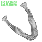 SMF-PA-PC-117 Pan troglodytes verus mandible ply