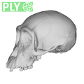 SMF-PA-PC-21 Pan troglodytes verus cranium ply