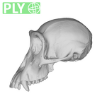 SMF-PA-PC-406 Pan troglodytes verus cranium ply