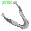 SMF-PA-PC-406 Pan troglodytes verus mandible ply