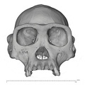 SMF-PA-PC-50 Pan troglodytes verus cranium anterior