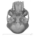 SMF-PA-PC-50 Pan troglodytes verus cranium inferior