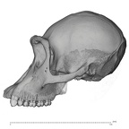 SMF-PA-PC-50 Pan troglodytes verus cranium lateral