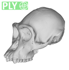SMF-PA-PC-50 Pan troglodytes verus cranium ply