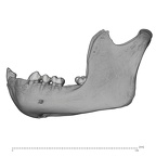 SMF-PA-PC-50 Pan troglodytes verus mandible lateral