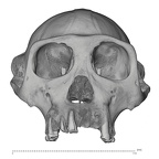 SMF-PA-PC-51 Pan troglodytes verus cranium anterior