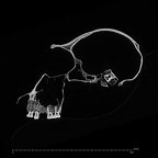 SMF-PA-PC-51 Pan troglodytes verus cranium ct slice