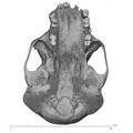 SMF-PA-PC-51 Pan troglodytes verus cranium inferior