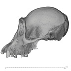 SMF-PA-PC-51 Pan troglodytes verus cranium lateral