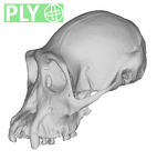 SMF-PA-PC-51 Pan troglodytes verus cranium ply