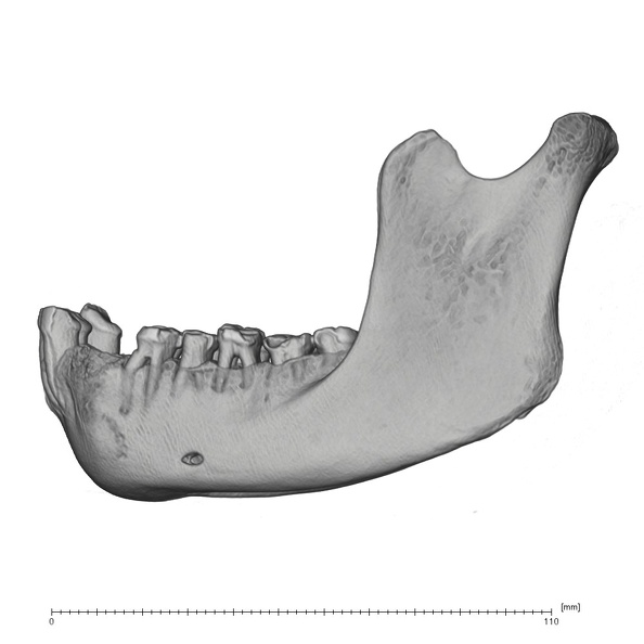 SMF-PA-PC-51 Pan troglodytes verus mandible lateral
