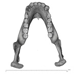 SMF-PA-PC-51 Pan troglodytes verus mandible superior