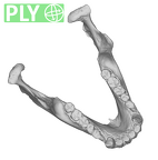 SMF-PA-PC-51 Pan troglodytes verus mandible ply