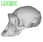 SMF-PA-PC-82 Pan troglodytes verus cranium ply