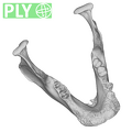 SMF-PA-PC-82 Pan troglodytes verus mandible ply