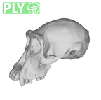 SMF-PA-PC-99 Pan troglodytes verus cranium ply